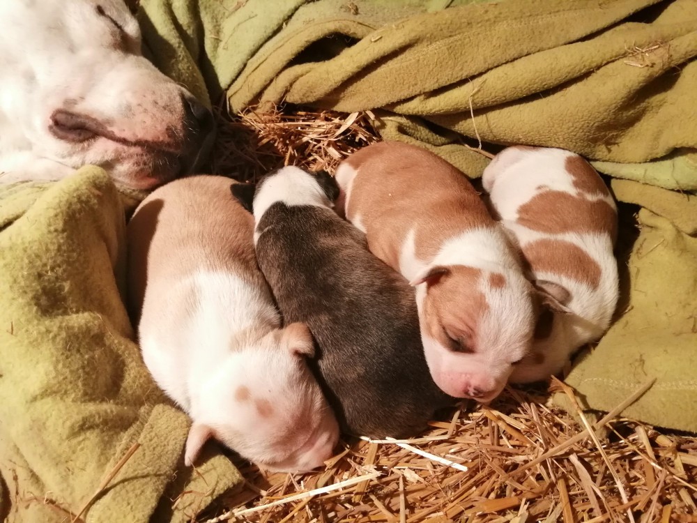 Căței amstaff  Okazii.ro