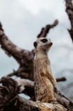 Tablou Canvas, "Suricata atentă &icirc;n peisaj natural", Nu pot spune cine este &icirc;n imagine, dar pare să fie o suricată &icirc;ntr-un mediu natural. Dacă ai alte