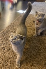 Motănel Scottish Fold