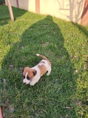 Jack russel terrier foto