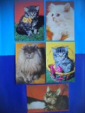 HOPCT LOT NR 1063 .PISICI --5 CARTI POSTALE-NECIRCULATE