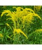 Solidago &ndash; Radacină liberă, flori galbene