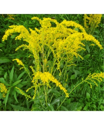 Solidago &amp;ndash; Radacină liberă, flori galbene foto