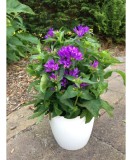Planta Campanula glomerata GENTI BLUE Allgentibl PBR C2, ghiveci 2l, Oem