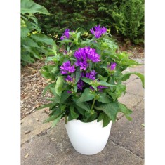 Planta Campanula glomerata GENTI BLUE Allgentibl PBR C2, ghiveci 2l
