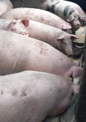 Vand porci 130-170 kg foto