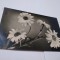 CARTE POSTALA RUSEASCA FELICITARE CIRCULATA