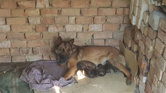 Catei Ciobanesc Belgian(Malinois) rasa pura foto