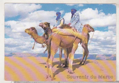 bnk cp Maroc - Beduini pe camile - necirculata foto