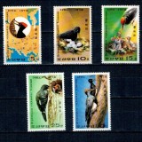 DPR Korea 1978 - Păsări, ciocănitoare, serie neuzata