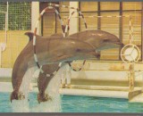 CPI B14782 - CARTE POSTALA - CONSTANTA. MUZEU STIINTELE NATURII. DELFINI