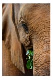 Tablou Canvas, "Elefant savur&acirc;nd frunze verzi proaspete", Elefant, Frunze, Privire, Piele, Textura, Apropiere, Detaliu, Vegetatie, 26 x 39 cm, CMCLASS