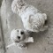 Catei bichon frise