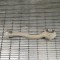Braț curbat st&acirc;nga față MERCEDES-BENZ C T-Model S204 2010 OEM: A2043330060,A2043330414 3928761