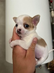 Chihuahua mini toy foto