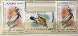 Cumpara ieftin (3) Timbre Serii Romania Fauna Pasari