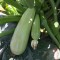 Seminte de legume si pesticide