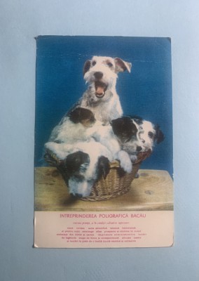 Calendar 1979 &amp;icirc;ntreprinderea poligrafică Bacău foto