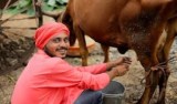 Ofertă - Aducem,la cerere,muncitori din Asia,Africa si țări din afara Uniuni Europene.