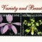 SIERRA LEONE 2004 - Orhidee / bloc MNH
