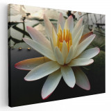 Tablou floare de lotus alb pe lac 1992 Tablou canvas pe panza CU RAMA 80x120 cm