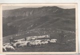 bnk cp Bucegi - Pasunat alpin - circulata 1961