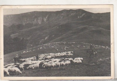 bnk cp Bucegi - Pasunat alpin - circulata 1961 foto