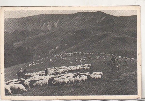 bnk cp Bucegi - Pasunat alpin - circulata 1961