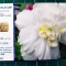 Cartelă telefonică Romtelecom Floral 10 lei 100.000 unități N28AWC exp. 01.10.2008 Bujori albi Flori Plante