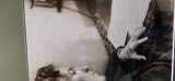 George Enescu - fotografie de epoca , de mari dimensiuni , cu ampla dedicatie olografa a maestrului , an 1947