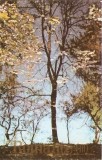 Romanțe (III)