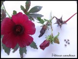 HIBISCUS CANNABINUS / KENAF 5 seminte pt semanat