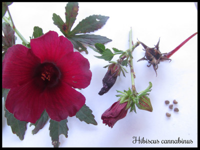 HIBISCUS CANNABINUS / KENAF 5 seminte pt semanat foto