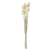 Ramuri Decorative Artificiale, Bunny Tails, 60 cm, Culoare Bej, Set 25 Bucăți, Oem