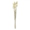 Ramuri Decorative Artificiale, Bunny Tails, 60 cm, Culoare Bej, Set 25 Bucăți