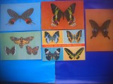 HOPCT LOT NR 401 FLUTURI -FAUNA -5 CARTI POSTALE-NECIRCULATE