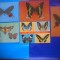 HOPCT LOT NR 401 FLUTURI -FAUNA -5 CARTI POSTALE-NECIRCULATE