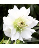 Helleborus White Double, Spanz, I, Alb, radacina, Oem