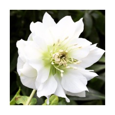 Helleborus White Double, Spanz, I, Alb, radacina