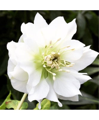 Helleborus White Double, Spanz, I, Alb, radacina foto