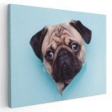 Tablou portret caine Mops (Pug) Tablou canvas pe panza CU RAMA 40x60 cm