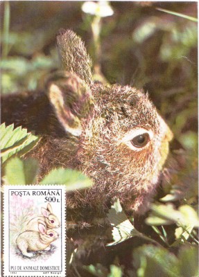 AMS - MAXIMA IEPURAS, CIRCULATA foto