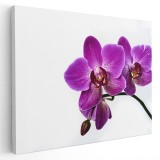 Tablou floare orhidee pe fundal alb, violet, alb 1584 Tablou canvas pe panza CU RAMA 20x30 cm
