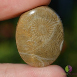 Cabochon coral fosilic 28x21x5mm k15, Stonemania Bijou