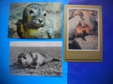 HOPCT LOT NR 468 FOCA-MAMIDERE POLARE -FAUNA-3 CARTI POSTALE-NECIRCULATE, Circulata, Printata