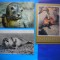 HOPCT LOT NR 468 FOCA-MAMIDERE POLARE -FAUNA-3 CARTI POSTALE-NECIRCULATE