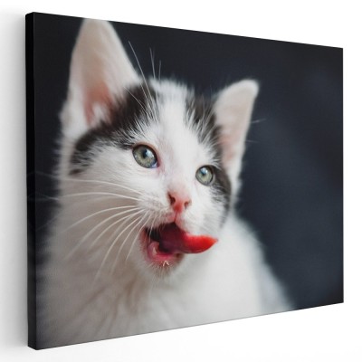 Tablou pisica cu limba scoasa Tablou canvas pe panza CU RAMA 80x120 cm foto