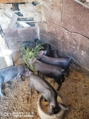 Purcei de vanzare foto
