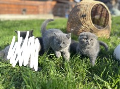 Scottish Fold/ Scottish Straight