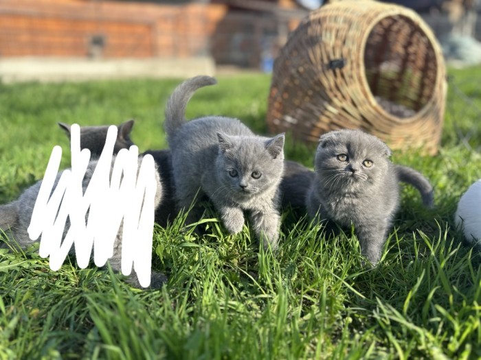 Scottish Fold/ Scottish Straight